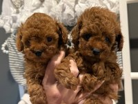 Wc Eğitimli Ev Ortamına Uygun Poodle Bebek