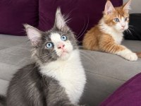 Renkli Gözlü Maine Coon Bebeklerimiz