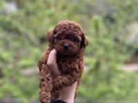 Harika Dark Brown Poodle
