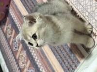 Tam oyuncu yavru british shorthair