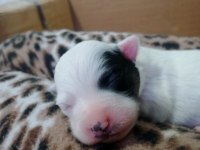 JACK RUSSELL TERRİER 40 GÜNLÜK YAVRU