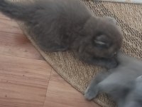 Scottish fold dişi çok tatlı şirin mi şirin