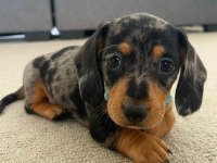 Dachshund (Sosis) Köpeği Yavrular