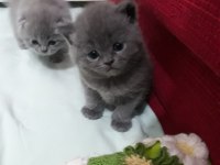 BABY Scottish Fold sahiplerini bekliyor