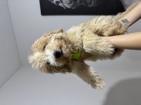 3.5 Aylık Maltipoo Harika Bir Dişi