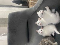 Scottish ve british shorthair kediler