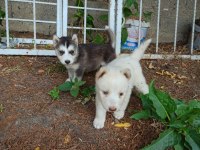 Orjinal husky