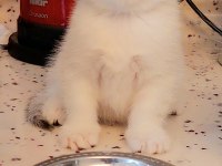 scottish fold