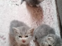 BRİTİSH SHORHAİR 4 BABALIK HAKKI