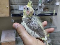 EL BESLEME ISIRMA HUYLARI OLMAYAN BEBEK SULTAN YAVRULAR