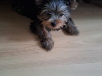 KUDURUK ERKEK KARDEŞ KÖPEKLER SON 3 YAVRU