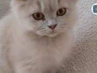 British longhair fawn