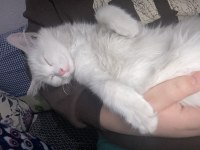 Ücretsiz sahiplendirme kedimiz