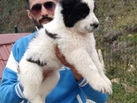 DİKKAT ÇEKEN ALABAY YAVRULARI