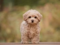 MİNİ BOY MALTİPOO BEBEKLERİMİZ