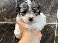 Minyatür orjinal morkie yavrular