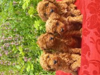 Bal böcekleri poodle köpekler