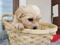 Maltipoo Yavrularımızı Canlı Görerek Alabilirsiniz