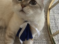 Uysal uyumlu scottish fold