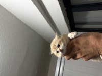 British longhair ORJİNAL