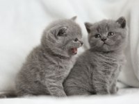 A+ A62 Orjinal British Shorthair Yavrularımız Hazır