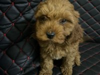 DİŞİ sevimli poodle yavrumuz