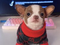 Teacup Chihuahua