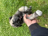 1.5 Aylık Safkan Sivas Kangal
