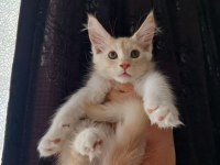 Mucize cattery Pet ve üretim için maine coon
