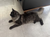 Yeni ailesine gitmeye hazır maine coon