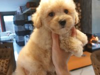 Akıllı ve Tüy Dökmeyen Karakteriyle Maltipoo Yavrusu