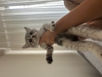 British Shorthair Yavru