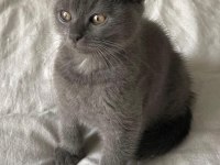 Minik scottish fold oğluşumuza yuva arıyoruz