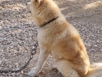 Erkek dişi japon akita