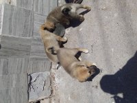Has kangal isteyenler ana baba belli