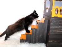 Dernek kayıtlı full şecereli aşıları tamam maine coon erkek