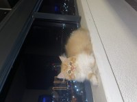 Chinchilla bebekler ailelerini arıyor