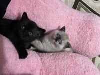 Sütlaç yuva arıyor british shorthair