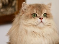 Safkan British Longhair Blue Golden
