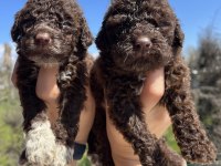 Mükemmel LAGOTTO ROMAGNOLO yavrularımız