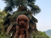 Redbrown Maltipoo 