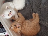 Teslime Hazır Erkek ve Dişi İran Kedisi Yavrular