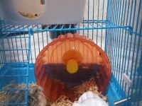 Ailenizin sevimli hamster tontonu