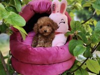Toypoodle Yavrularımız 
