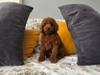 KORE KAN ERKEK POODLE