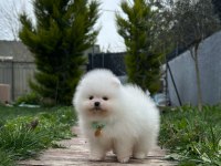 Teddy bear kar beyaz erkek 3 aylık pomeranian