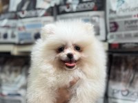 Pomeranian boo dişi 3 aylık