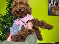 Toy Poodle Brown