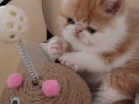 CFA KAYITLI ANNE VE BABA YAVRU KEDİLER