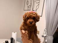 Poodle Kız Bebeğimiz